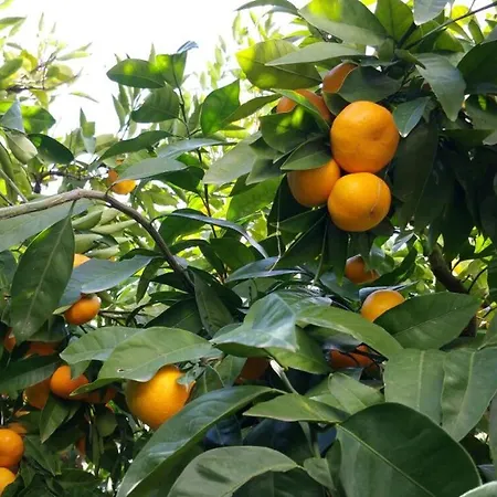 Haus Mandarina *