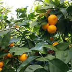 Haus Mandarina *