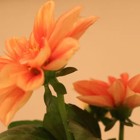 Apartament Haus Mandarina *