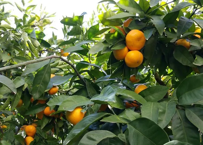 Haus Mandarina *